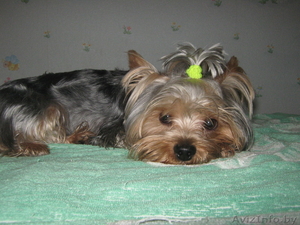 Йоркширский терьер ищет девочку для вязки #334349