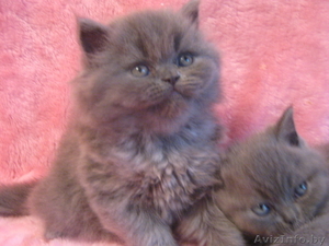 Девочка-хайленд #315537