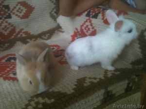 Декоративный кролик #323493