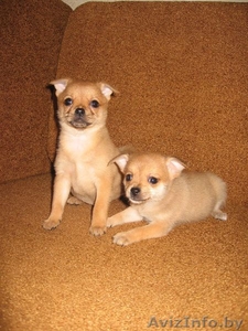 продаю щенка Чихуахуа #323266
