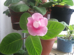 Сенполии,  Глоксиньи #310715