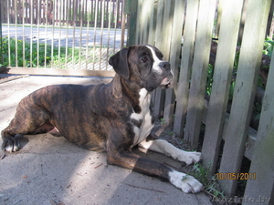 щенок боксёра европейских кровей #316935