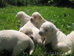 ЩЕНКИ ЛАБРАДОРА ПАЛЕВОГО ОКРАСА #338043