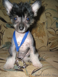 китайская хохлатая голышка. #312727