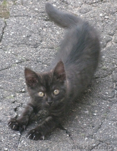 милые,  задорные котята ищут семью. #322229