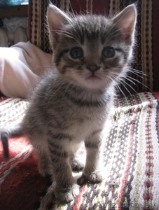 Задорные котята ищут семью. #332491