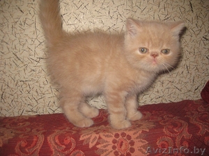 Экзотические короткошерстные #311522