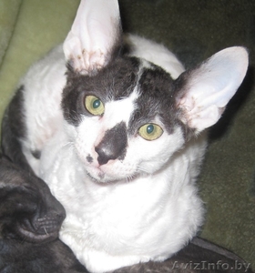продам котика породы корниш-рекс #320127