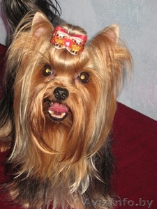 йоркширского терьера красивая девочка #318104