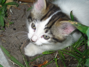Отдам в хорошие руки котенка/котят #319425
