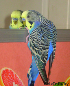 волнистый попугайчик, самец #313660