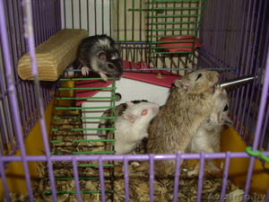 Монгольские песчанки #310864