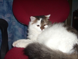 пушистую кошечку в дар #318373