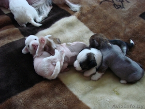  щенки китайской хохлатой собачки #326680