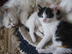 Подарю симпатичных котят #317026