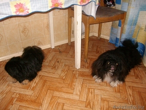 Продам двух пекинесов (брат и сестра)срочно! #332377