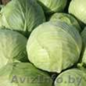 Продам 2тонны ранней капусты 2000 бел.руб  #314073