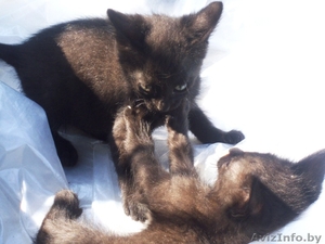 животные(котята) #326992