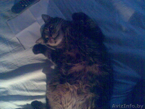 Отдам кошкуКошке 10 лет. Очень ласковая,  стерильна,  в еде не привередлива,  на ло #325120