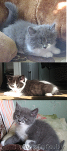 красивые котята в хорошие руки #316757