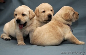 Продам веселых и здоровых щенков лабрадора #330057