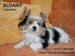  Бивер йорк щенок девочка #323436