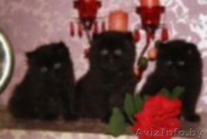 персидские котята                                               111 #332993