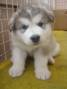 Аляскинский маламут (продажа щенков) #323775