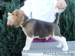 Бигля щенки продаются недорого #323833