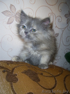персидская голубая кошечка. #317439