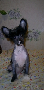 китайской хохлатой щенок мальчик(голый) #310509