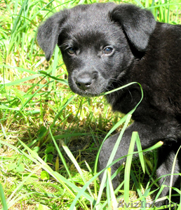 отдам щенка в хорошие руки #316790