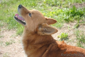 Крохотный песик Рыжик в дар #309982