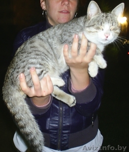 кошка ищет новых хозяев #333589