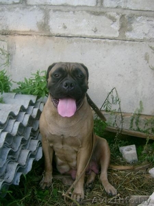 бульмастифа щенки #335465