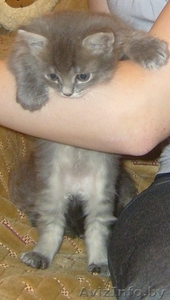 Дарю котенка доброму хозяину #320767