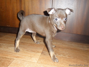 Той-терьер щенок #321469