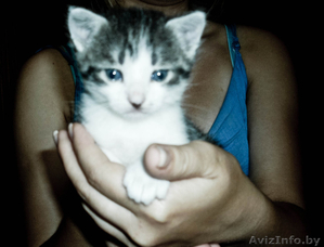 отдам котят в добрые руки #338117
