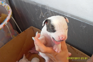 продам щенков американского бульдога #326282