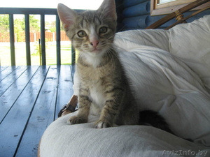 Котенок в хорошие руки,  в подарок #332914