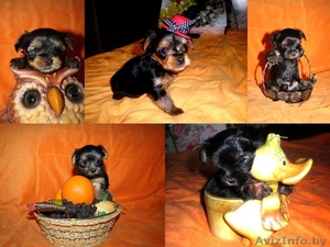 йоркширский терьер продажа #329860