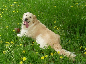 Щенки золотистого ретривера #329778