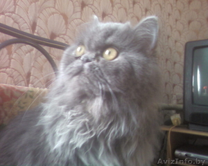 Персидские котятя #334480