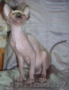 канадскго сфинкса подрощенные кошечки.Срочно!! #314801