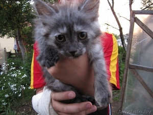 Котята в хорошие руки,  отдам котят в дар #329787