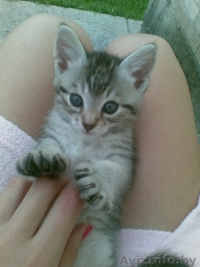 Красивые котята в дар.Срочно. #317469