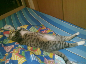 Отдам кота в добрые (!) руки #338690