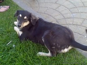 Собака ищет хозяина #347820