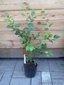 Продаю саженцы голубики садовой #356141