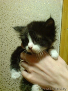 Котки даром возьмите #345638